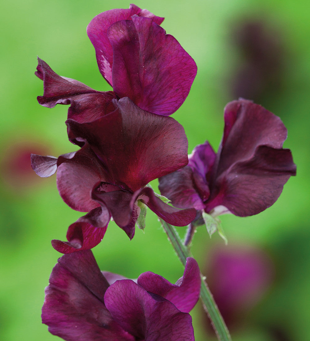 Brilliant Buckets Sweet Pea Collection