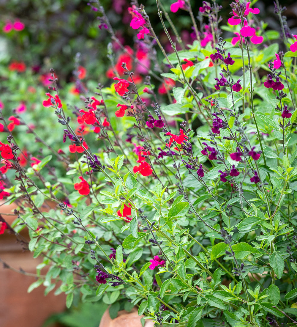 Summer Jewels Salvia Collection