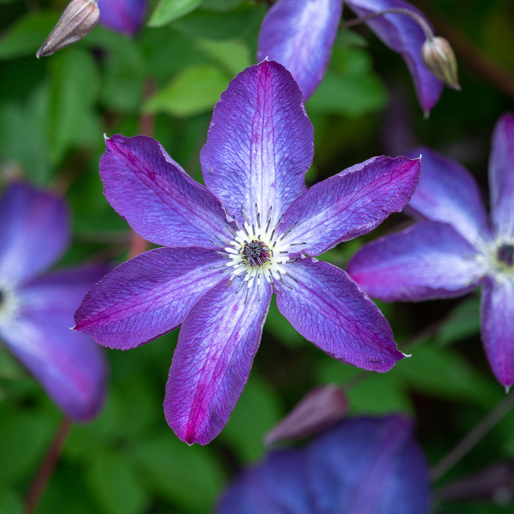 Clematis viticella 'Venosa Violacea'