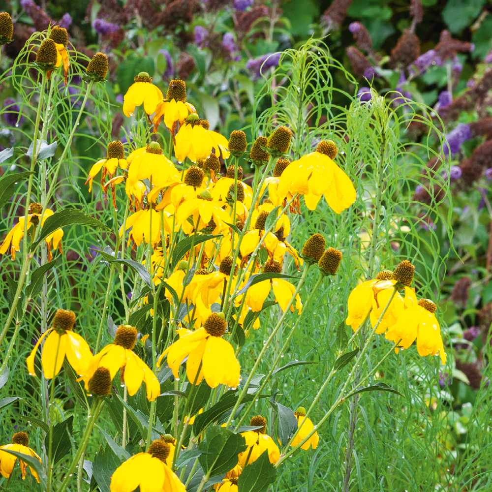 Rudbeckia laciniata 'Herbstsonne'