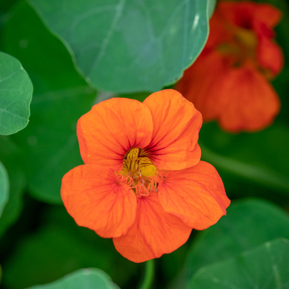 Tropaeolum majus 'Whirlybird Tangerine' (Nasturtium)