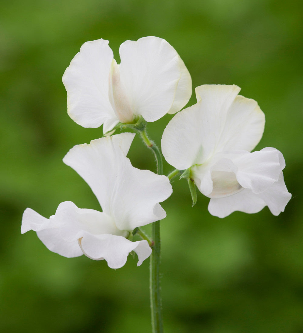 Sweet Pea 'Royal White'