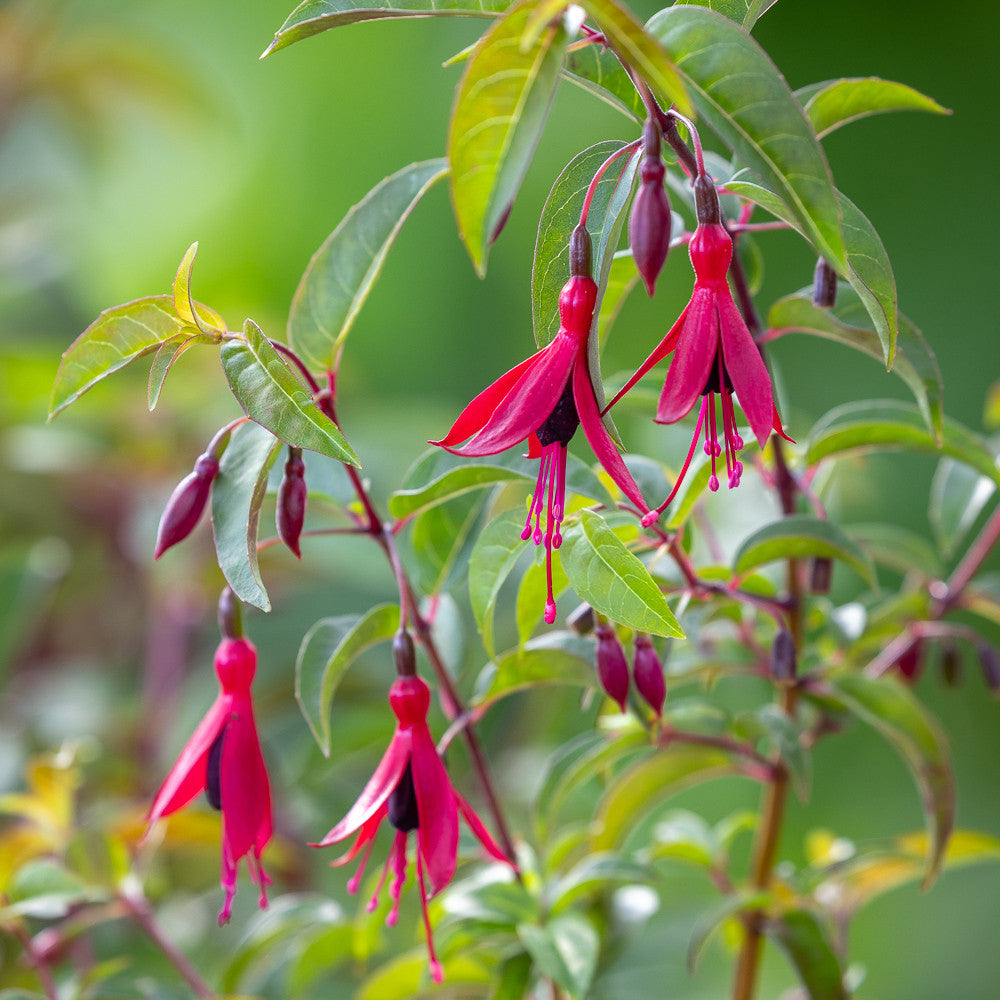 Fuchsia 'Dying Embers'