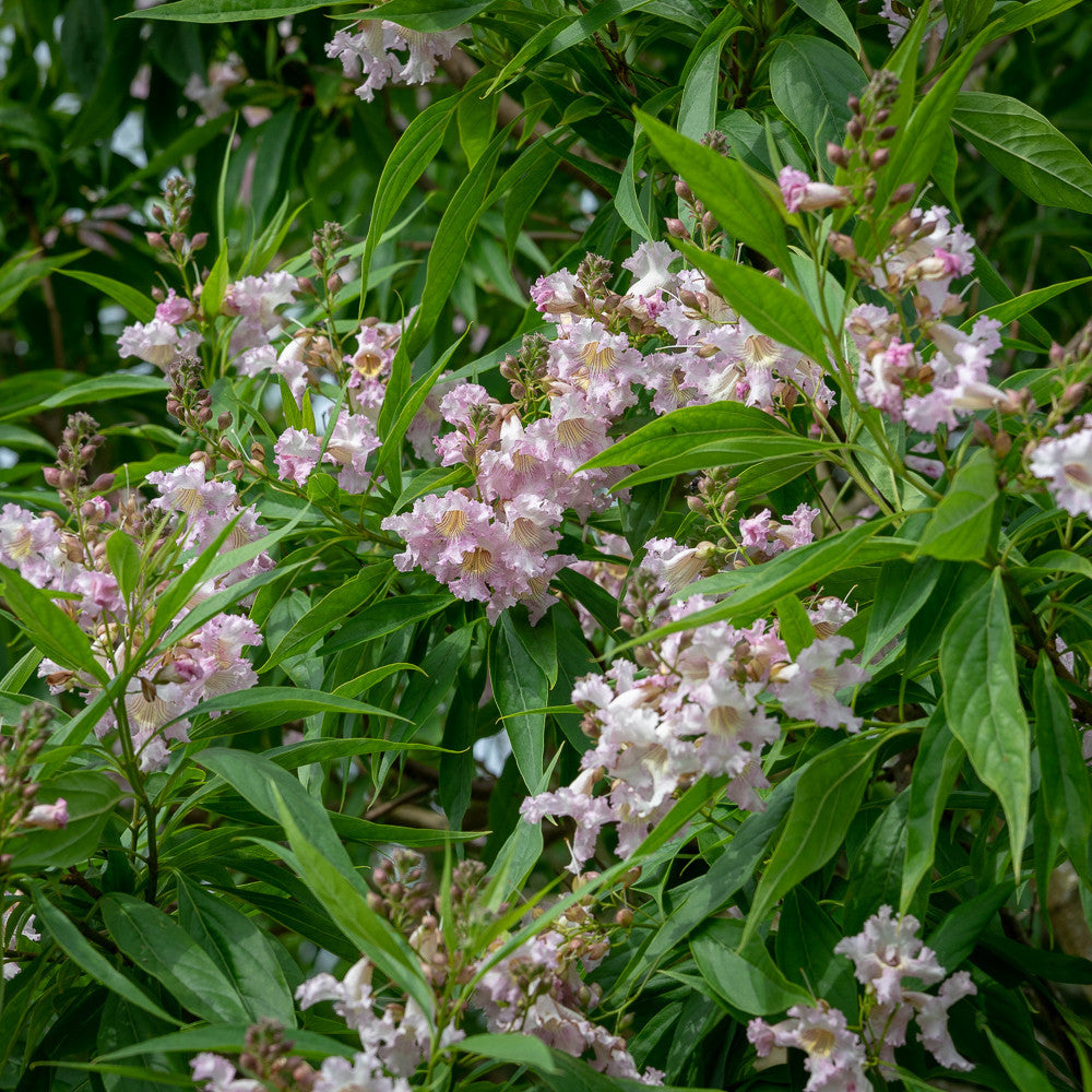 Chitalpa tashkentensis 'Summer Bells'
