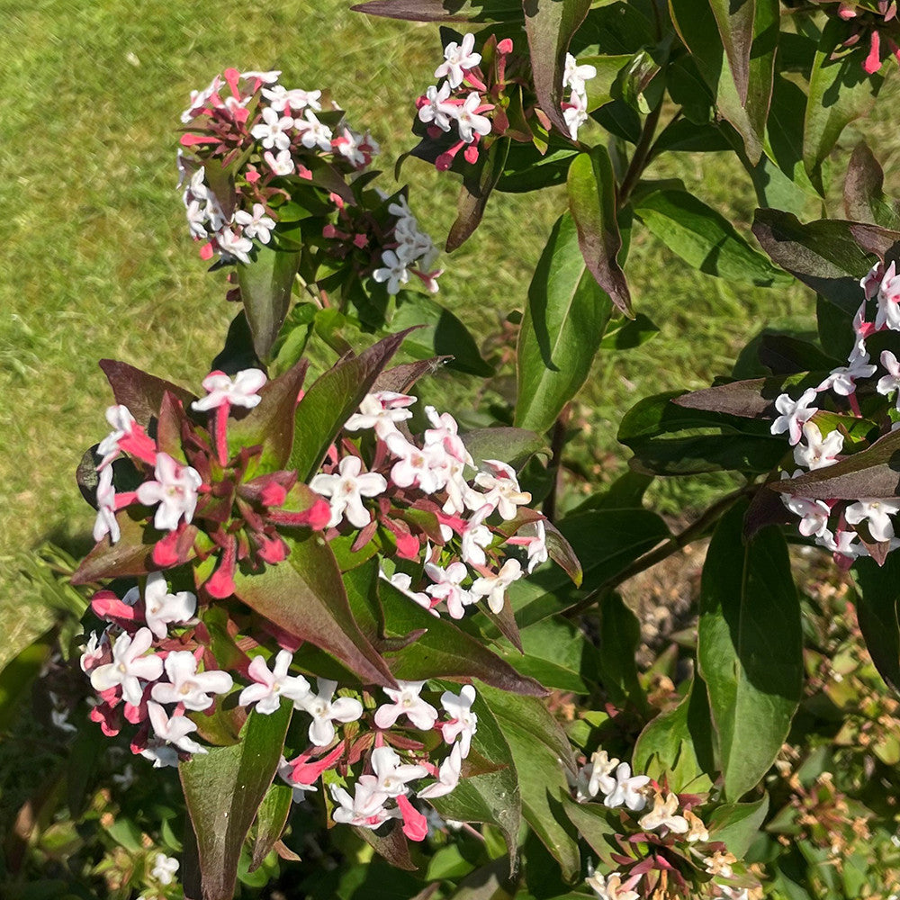 Abelia mosanensis 'Monia' (syn. Zabelia tyaihyonii)