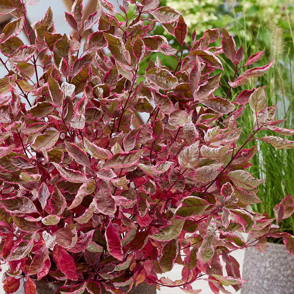 Cornus alba 'Miracle'