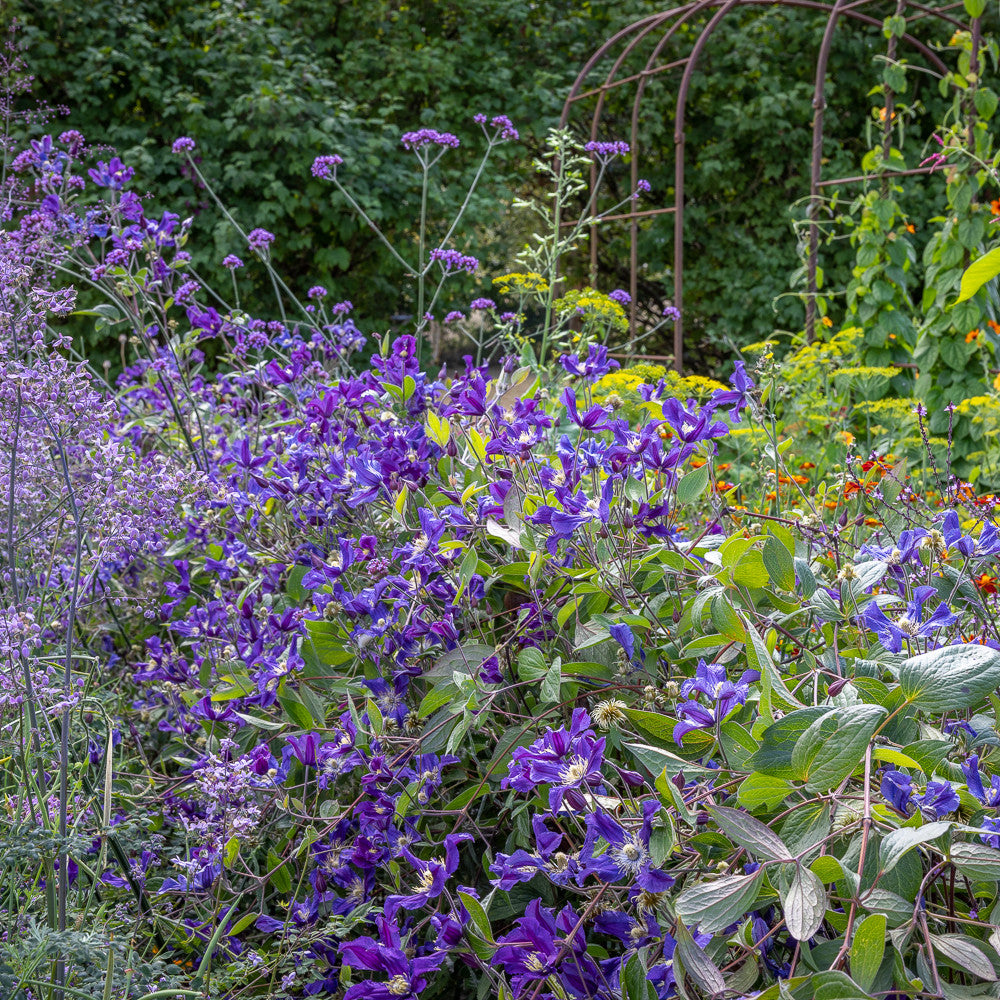 Purple Haze Border Collection