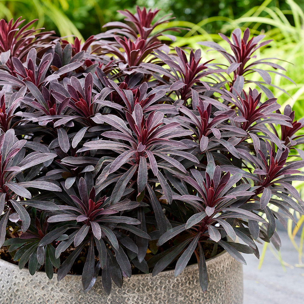Euphorbia x 'Miners Merlot'