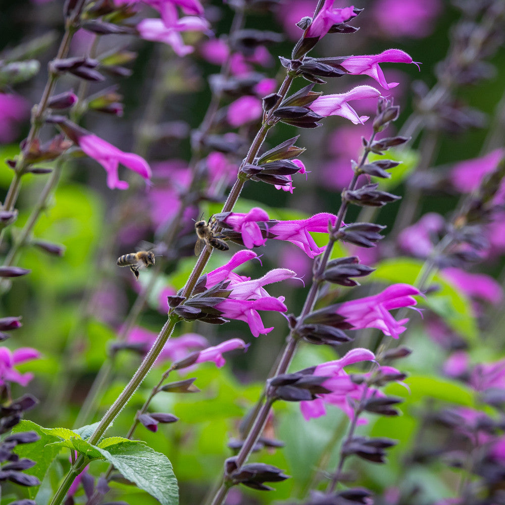 Salvia 'Pink Amistad'