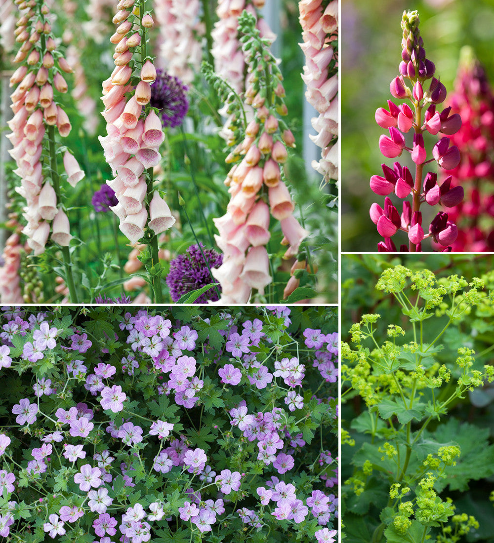 The Cottage Garden Border Collection