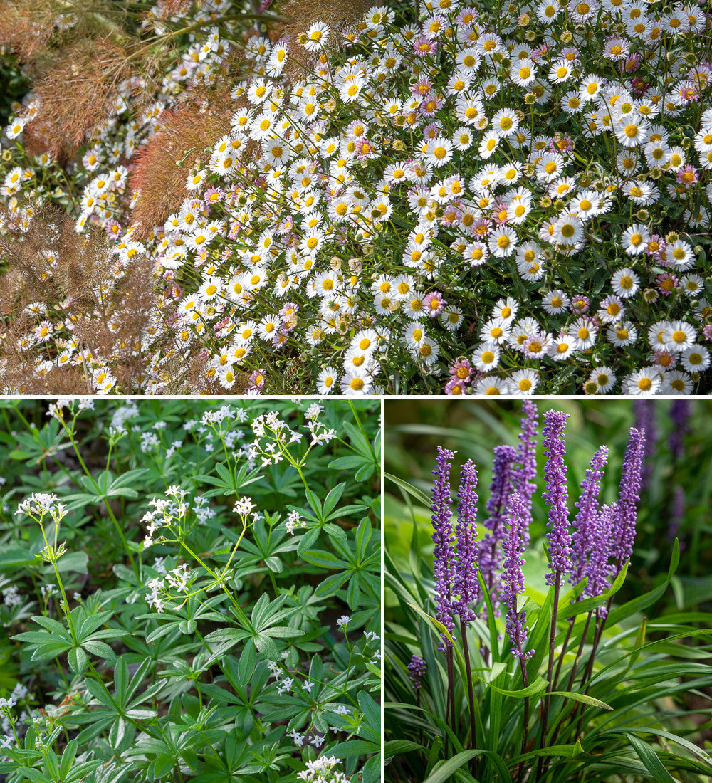 Plants for Ground Cover Border Collection