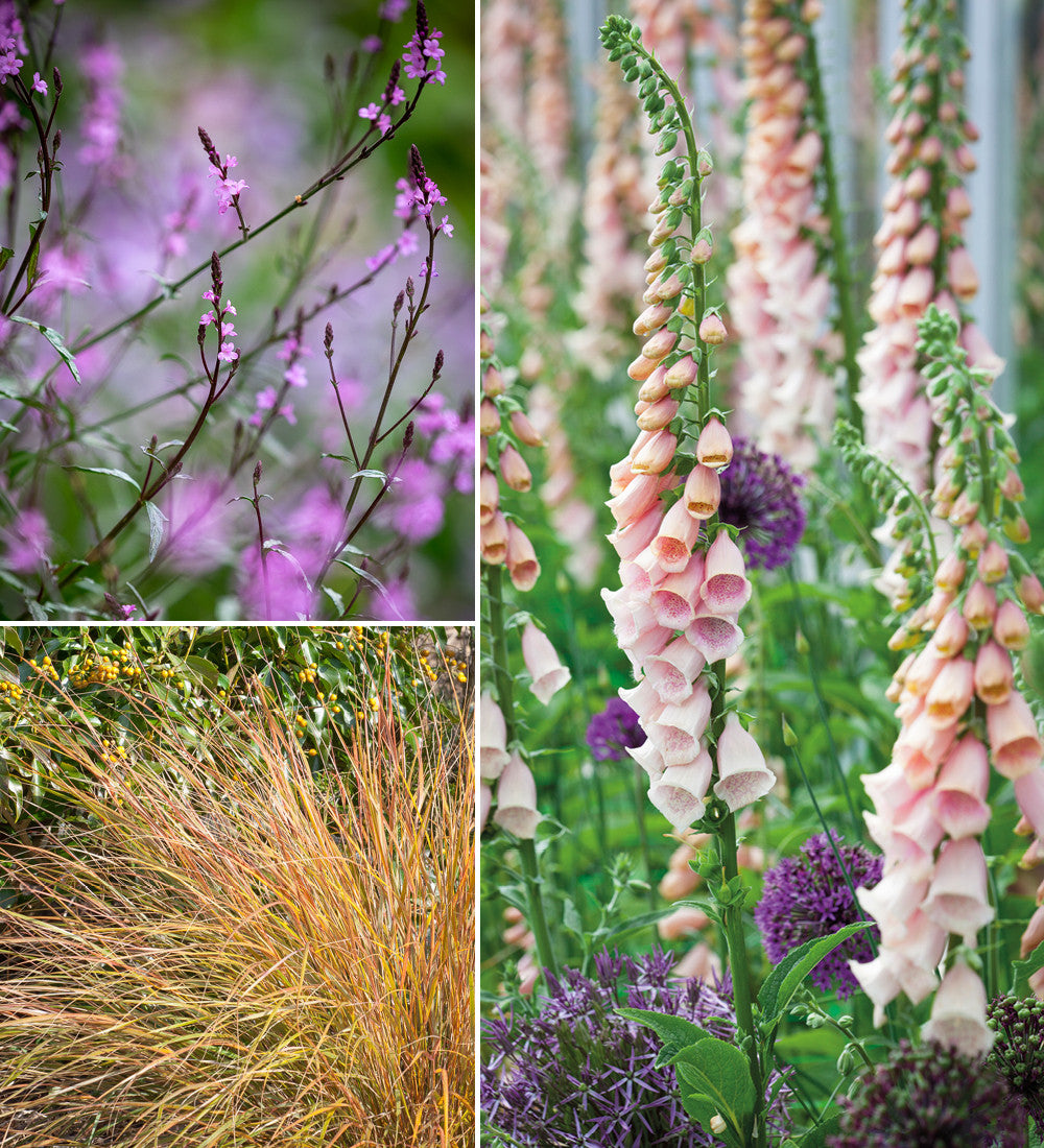 Plants for Naturalising Border Collection