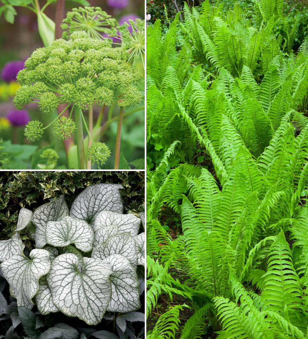 Plants for a Damp Border Collection