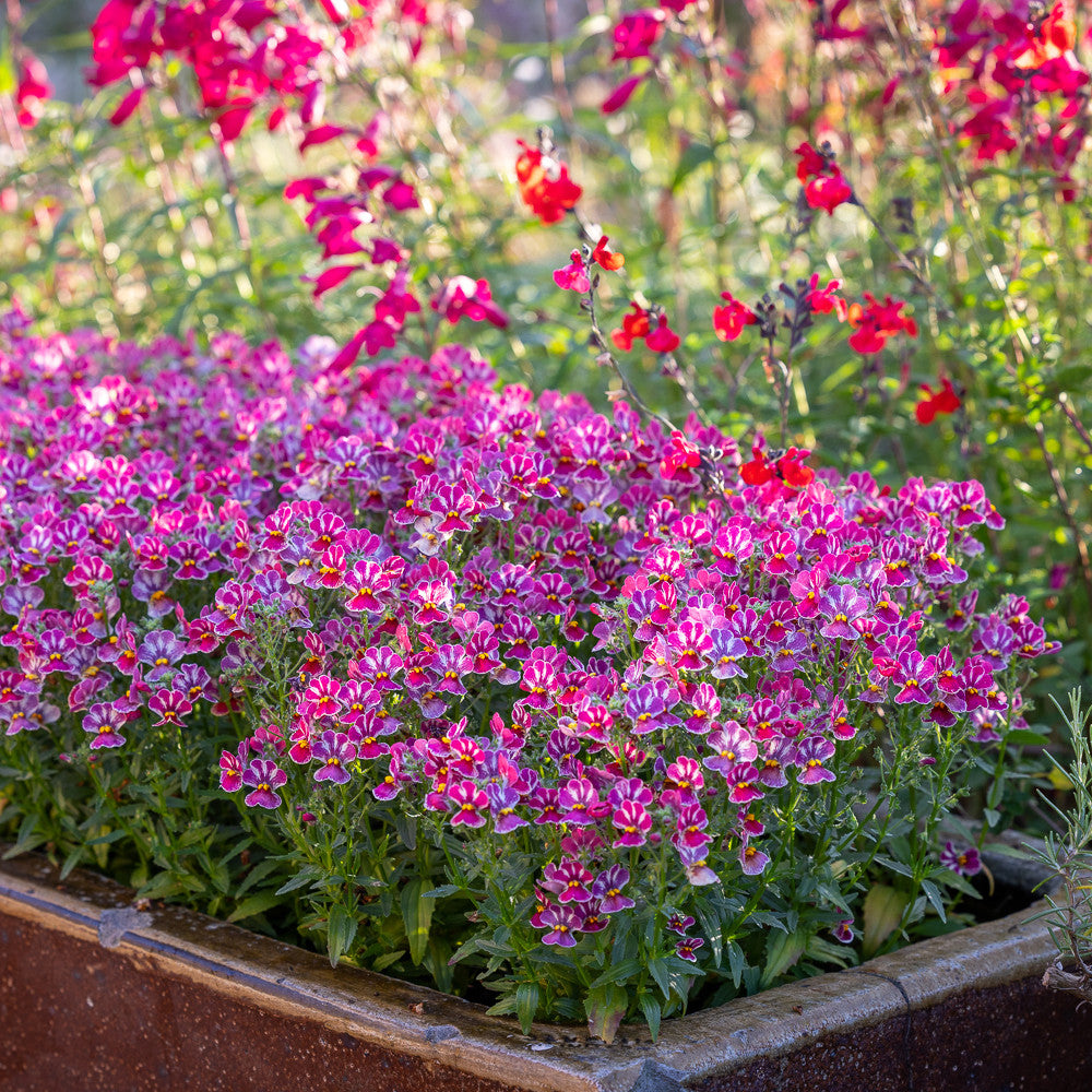 Nemesia 'Nesia Tutti Frutti'