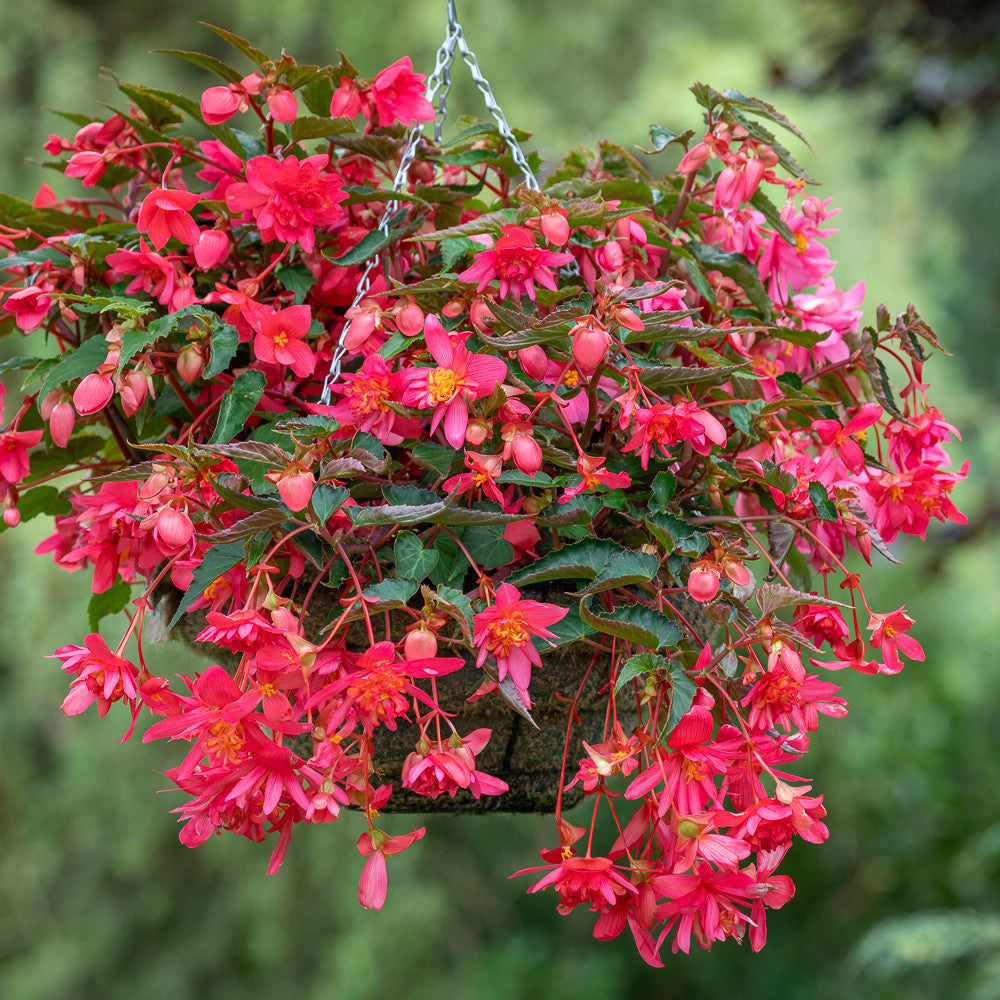 Begonia 'Funky Pink' F1