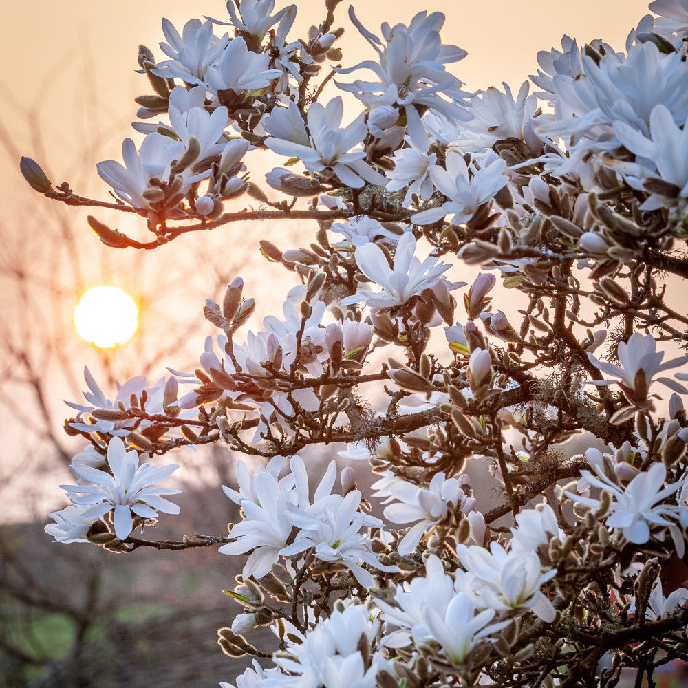 Magnolia stellata