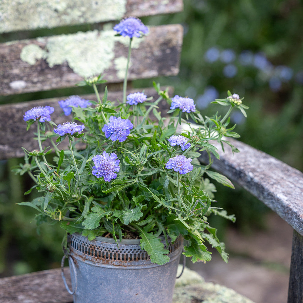 Scabiosa incisa ‘Kudo Blue'