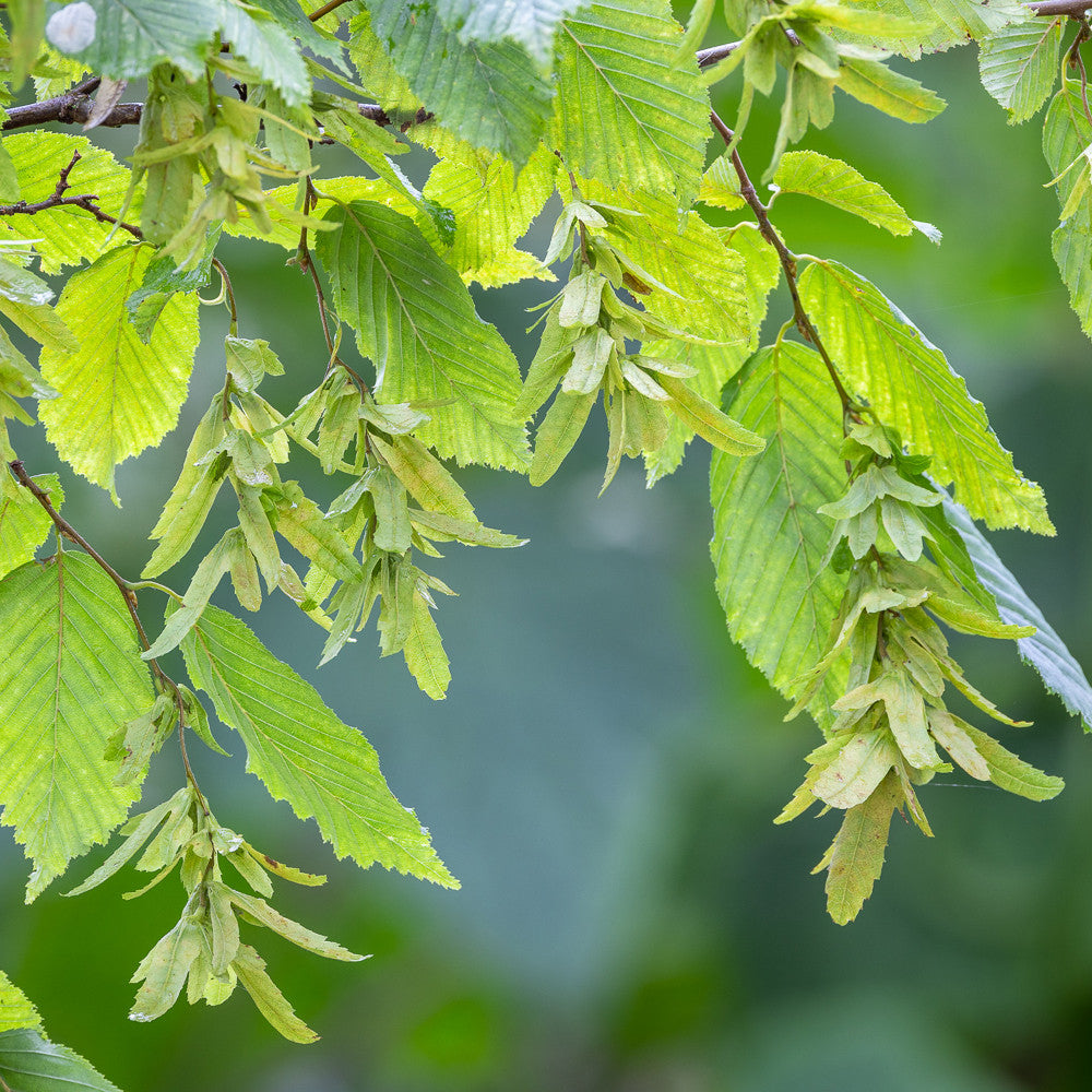 Hornbeam Hedging