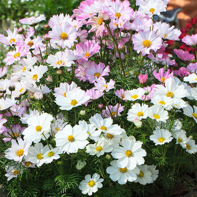 Cosmos bipinnatus 'Apollo Lovesong'