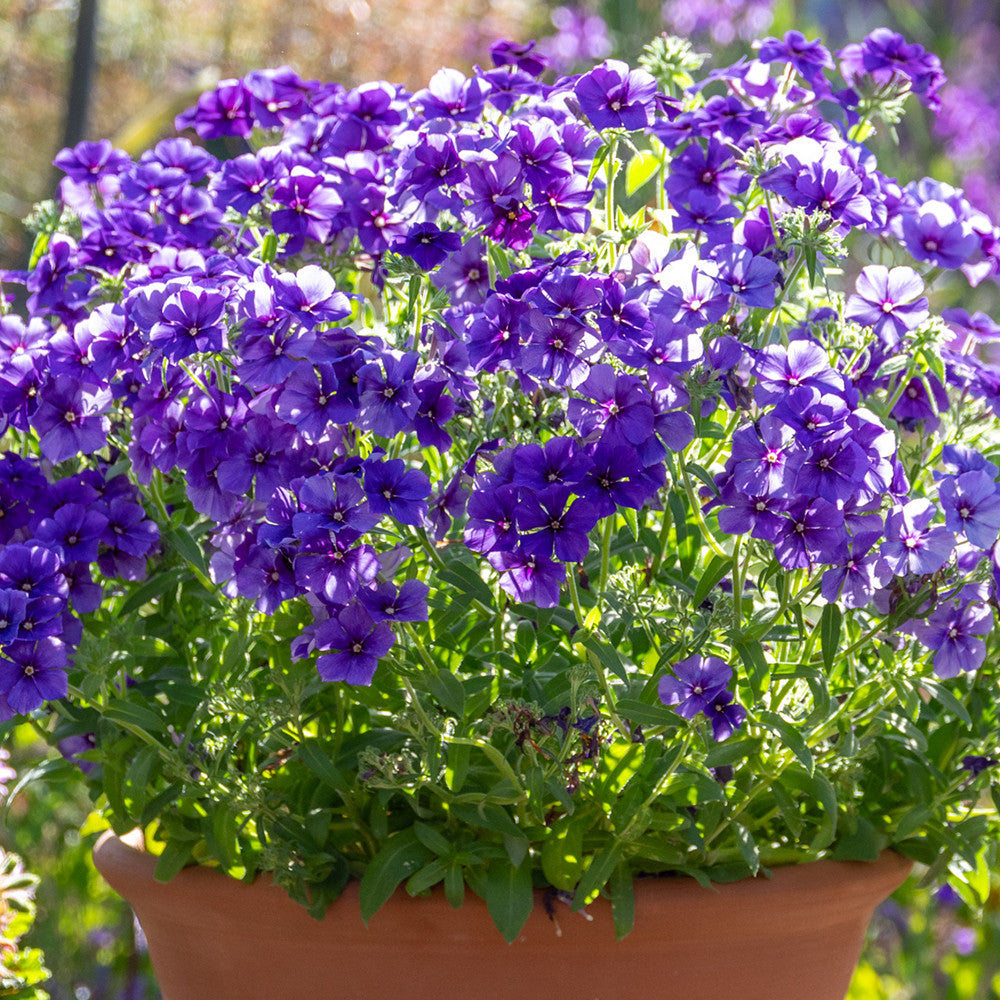 Phlox drummondii '21st Century Blue' F1