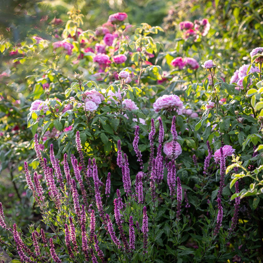 Salvia nemorosa 'Caradonna Pink Inspiration'