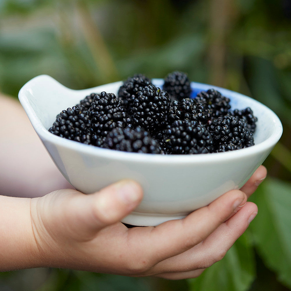 Dwarf Mulberry 'Mojo Berry' (Morus rotundiloba 'Waisei-kirishima-shikinari')