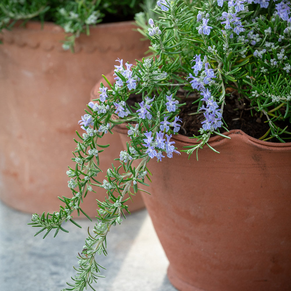 Trailing Rosemary (Salvia rosmarinus Prostratus Group 'Capri')