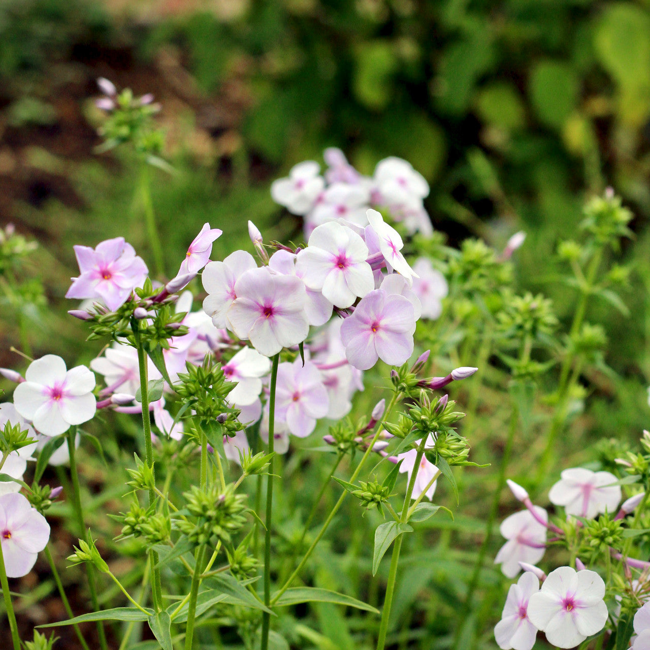 Phlox 'Fashionably Early Lavender Ice'