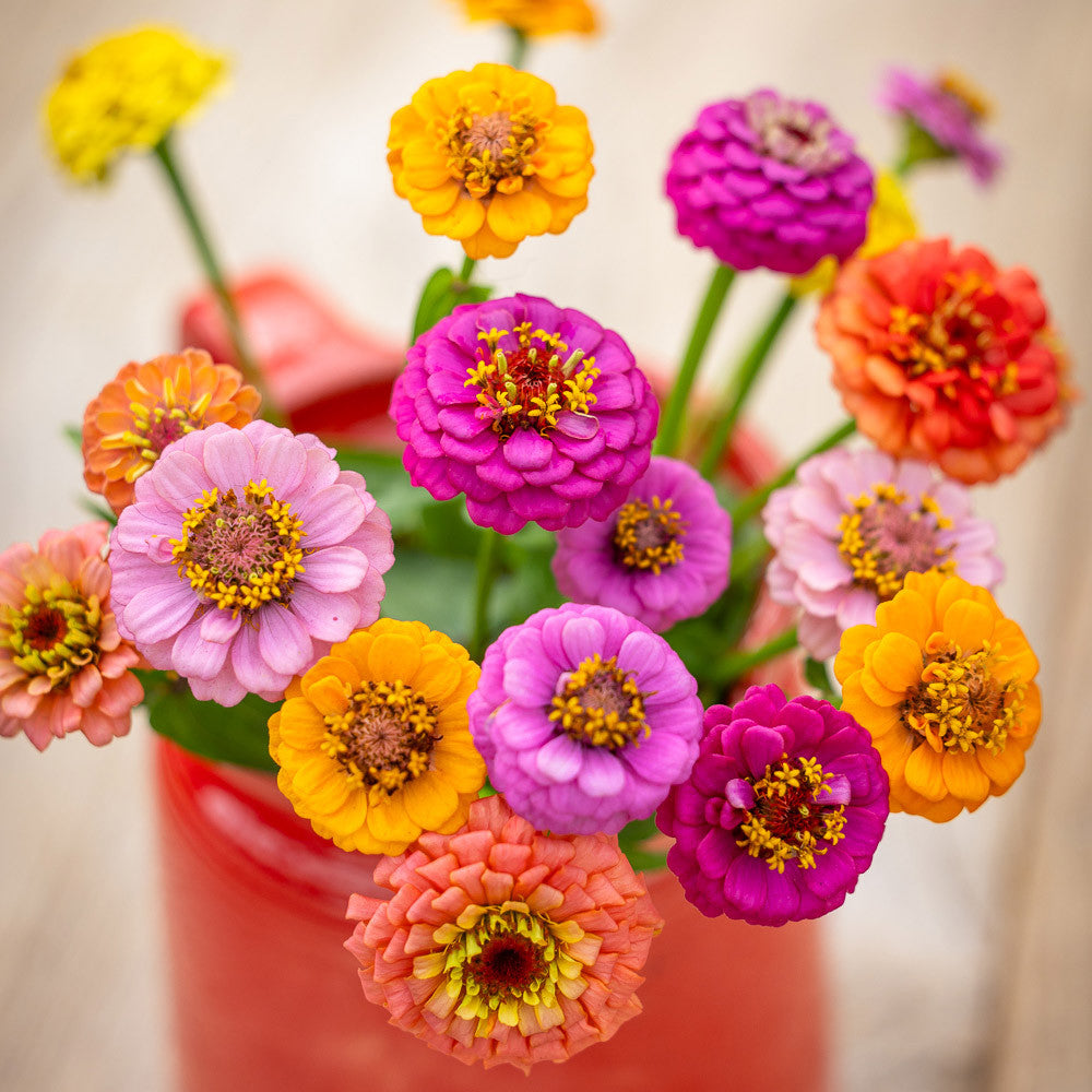 Zinnia elegans 'Lilliput Mix'