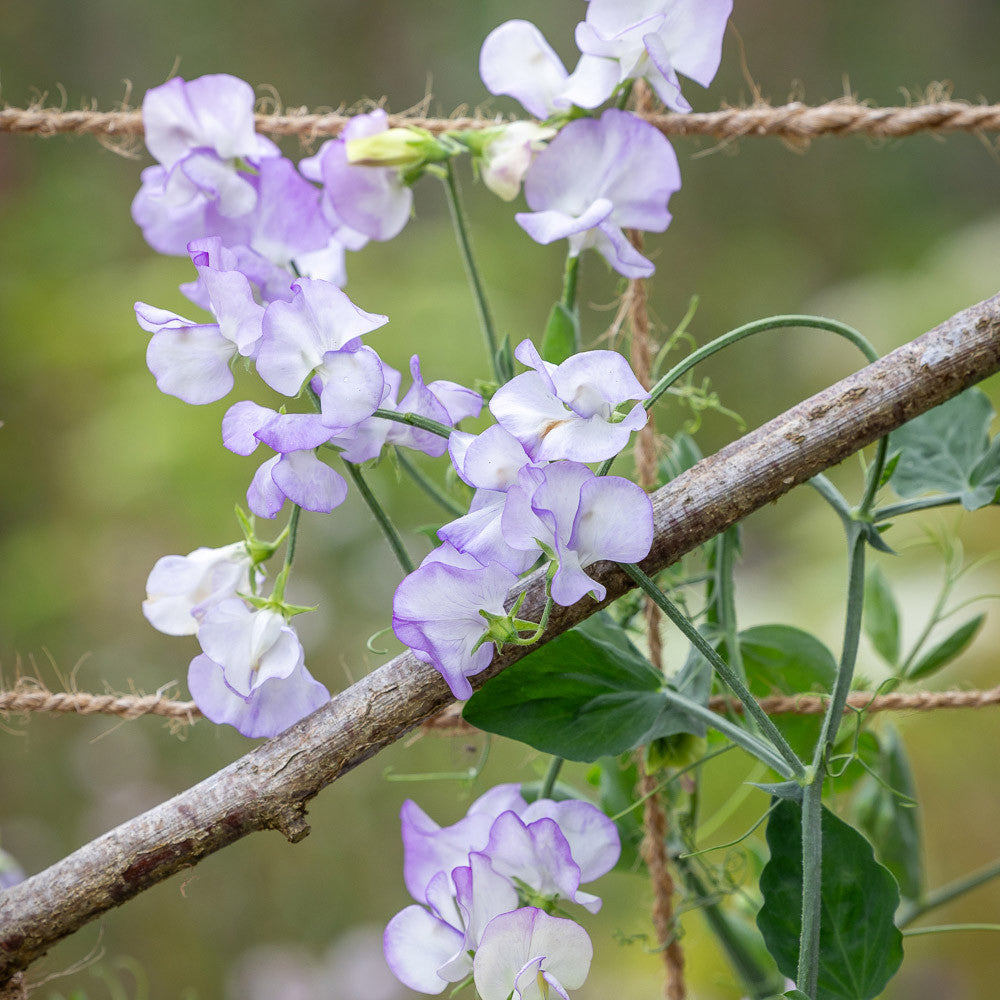 Sweet Pea 'Albutt Blue'
