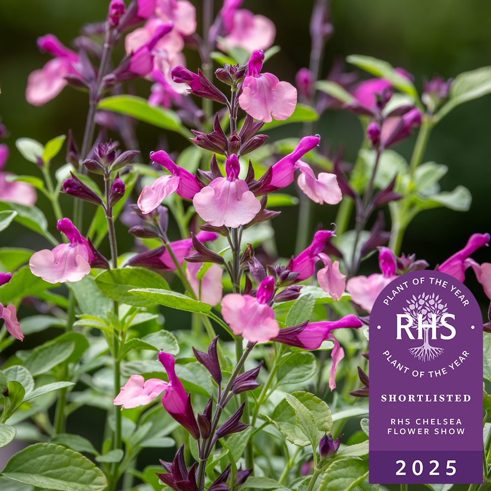Salvia 'Peach Melba'