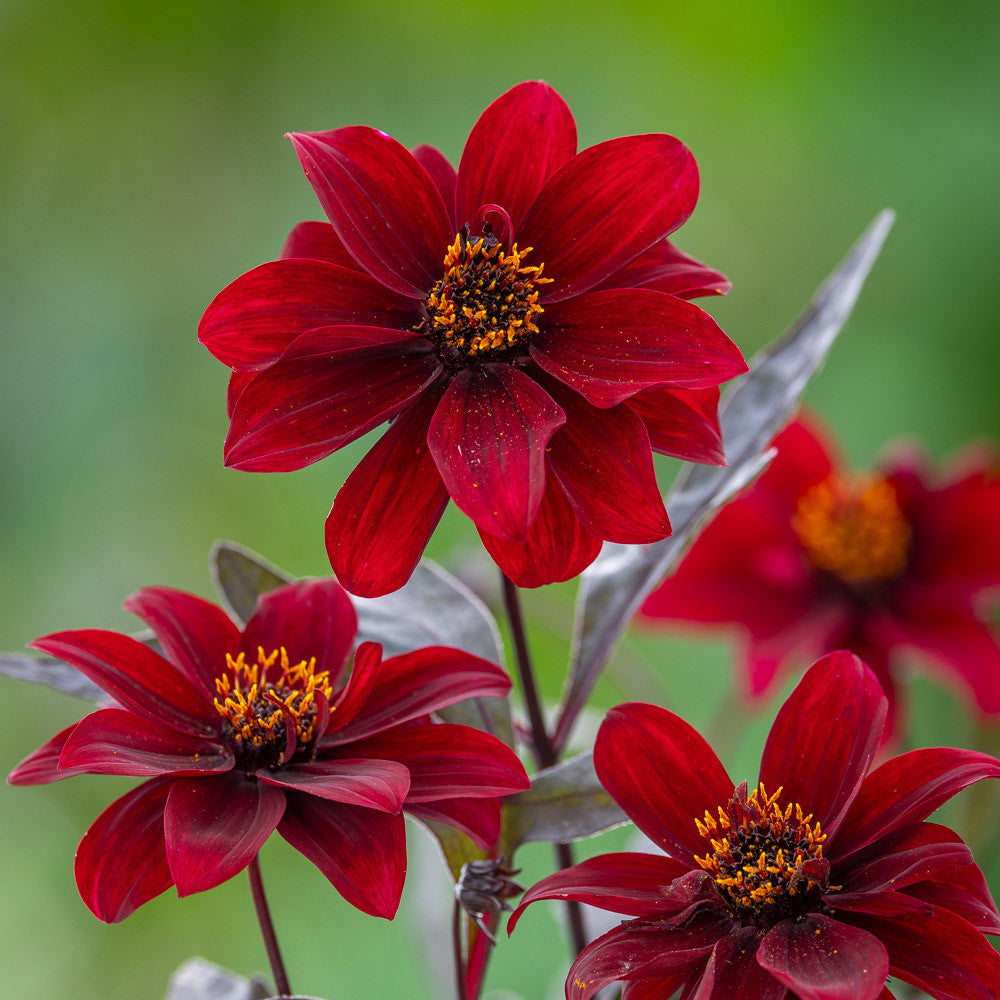 Dahlia 'Dreamy Hot Chocolate'