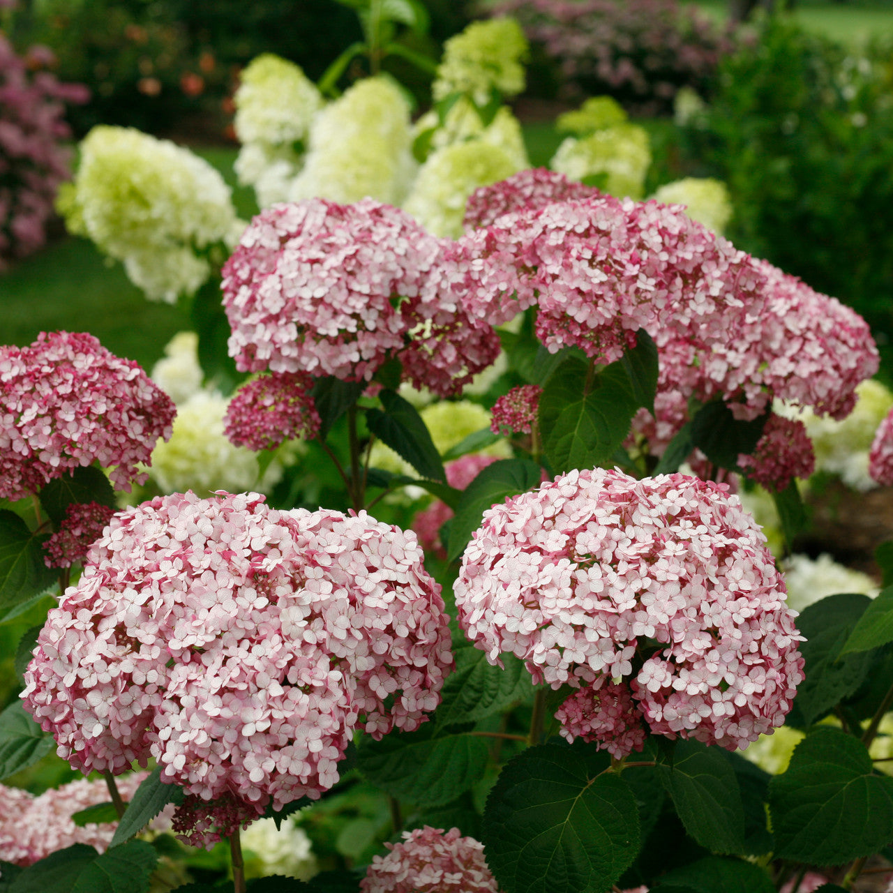 Hydrangea arborescens 'Incrediball Blush' (syn. 'Sweet Annabelle')