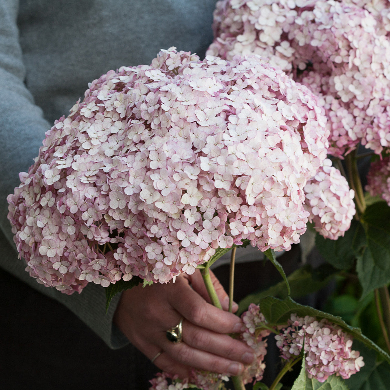 Hydrangea arborescens 'Incrediball Blush' (syn. 'Sweet Annabelle')