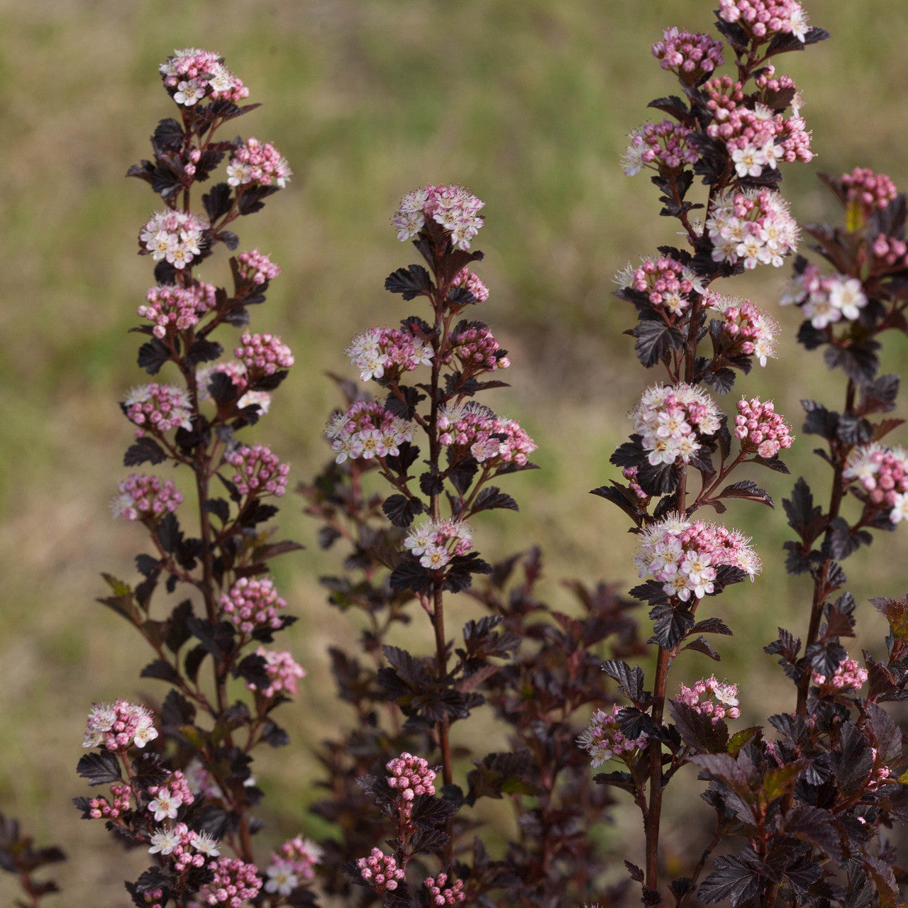 Physocarpus opulifolius 'Tiny Wine'