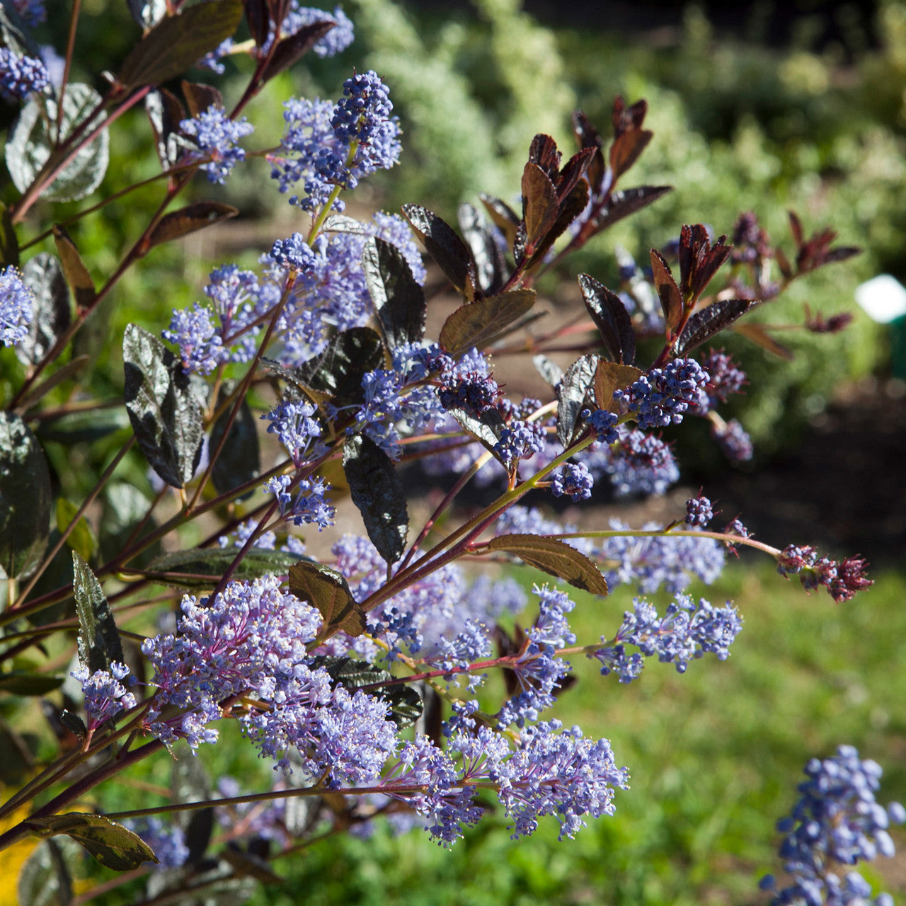 Ceanothus x 'Tuxedo'