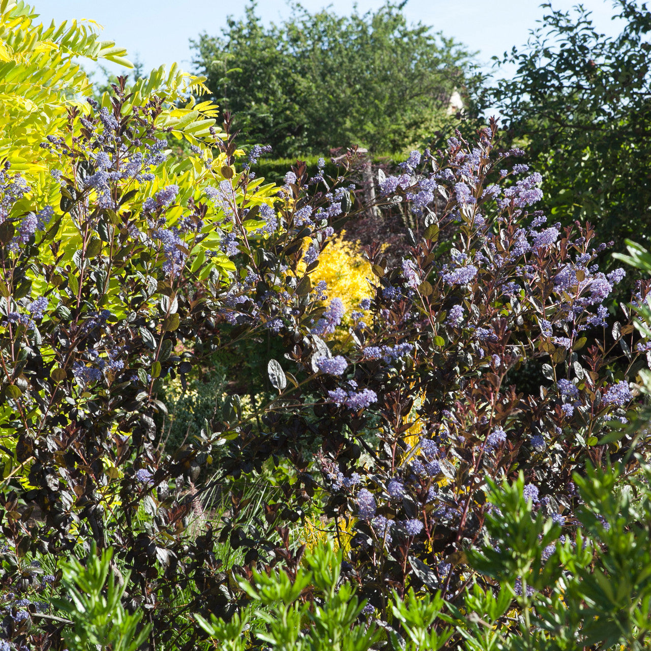 Ceanothus x 'Tuxedo'