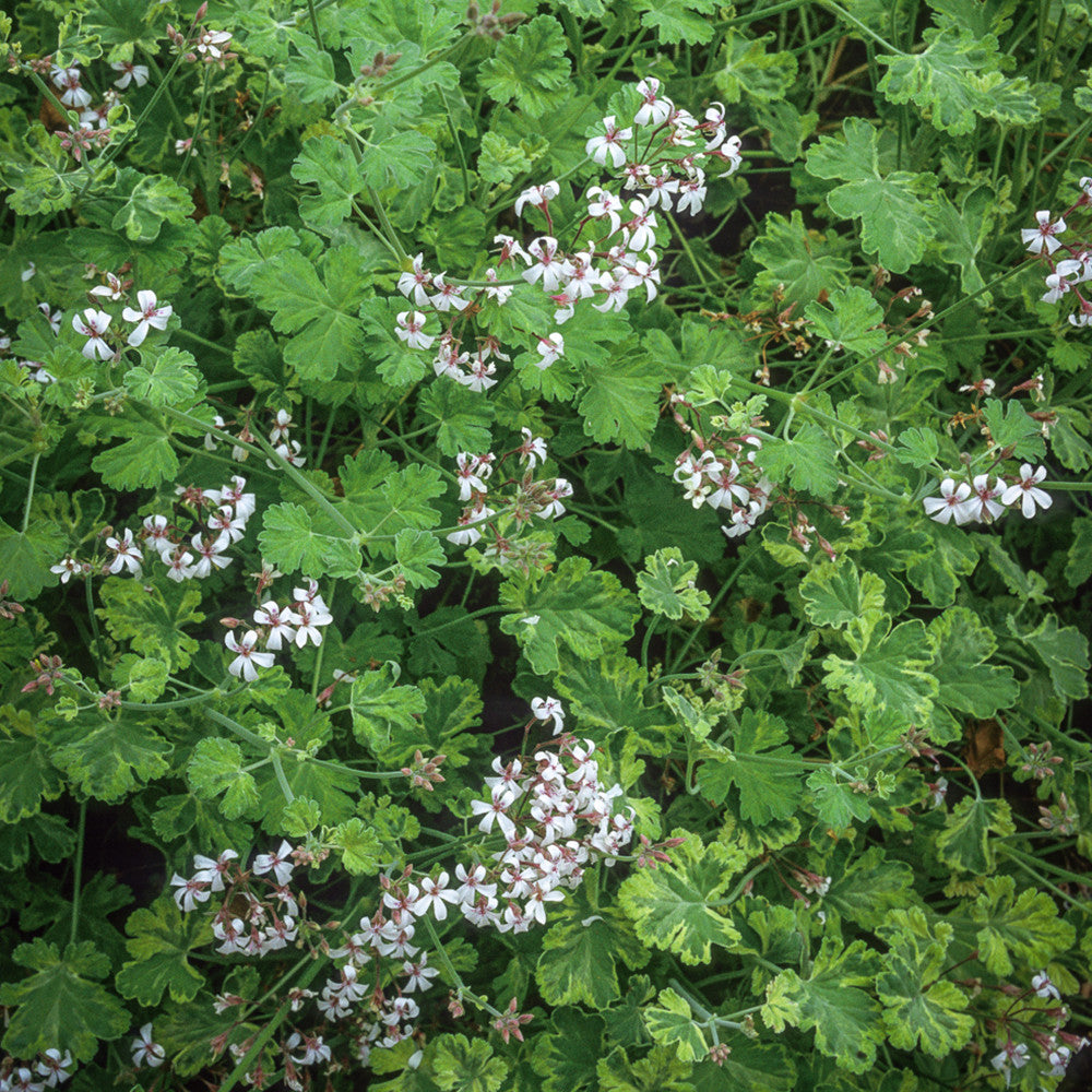 Pelargonium fragrans