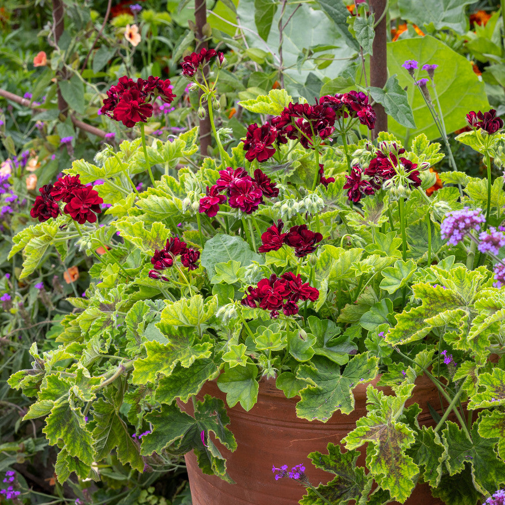Chocolate Peppermint (Scented) Pelargonium Collection