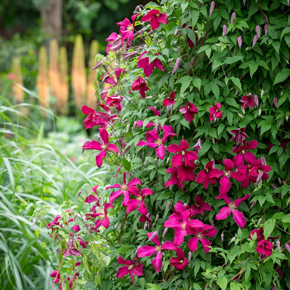 Clematis viticella 'Madame Julia Correvon' | Italian Leather
