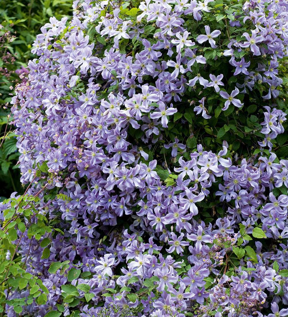 Clematis 'Prince Charles'