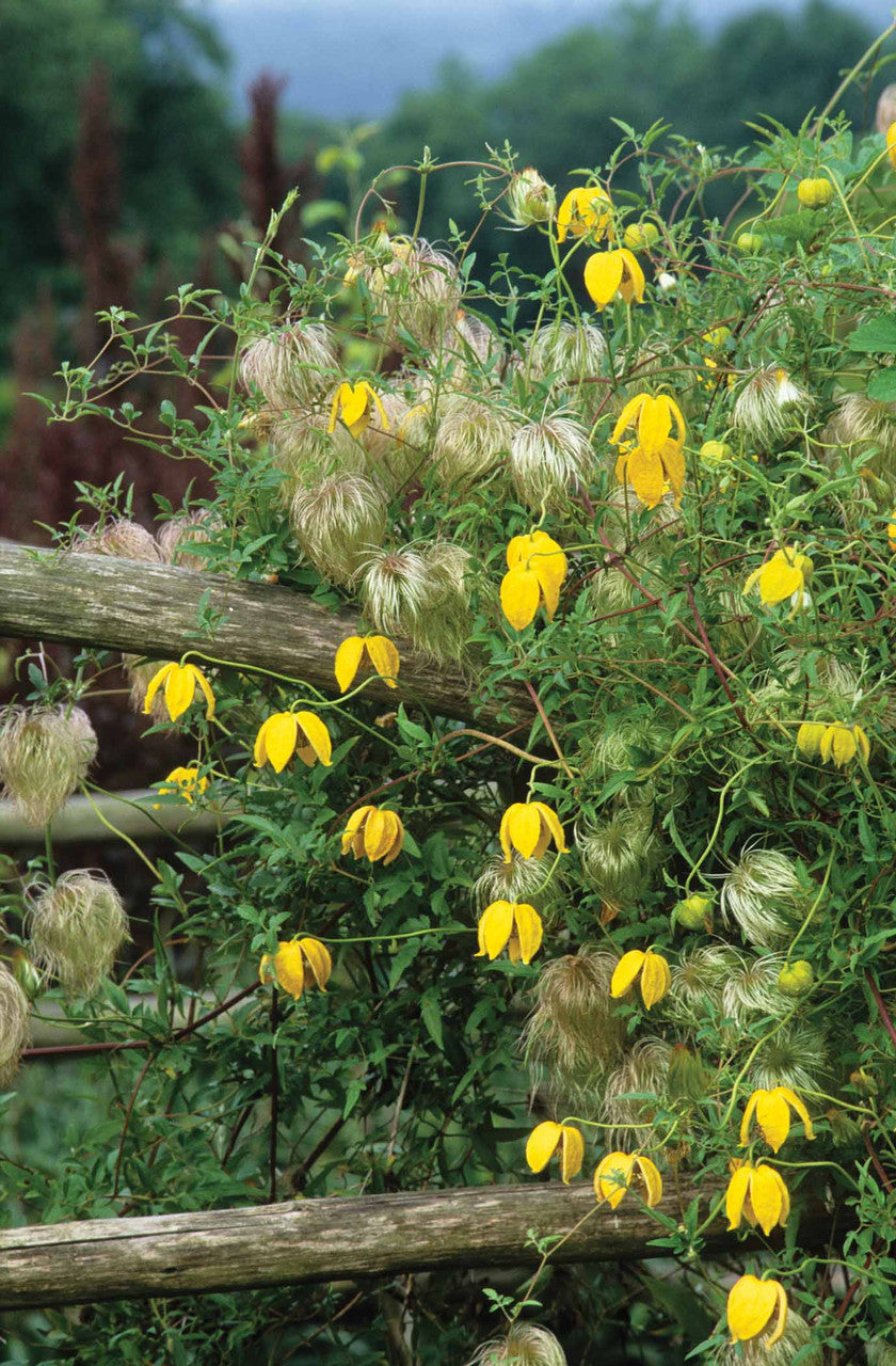 Clematis tangutica 'Bill Mackenzie'