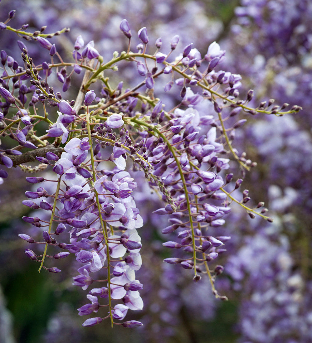 Wisteria sinensis 'Amethyst' (syn. Caroline)