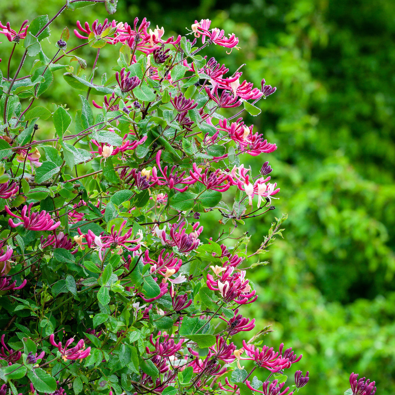 Lonicera periclymenum 'Belgica'
