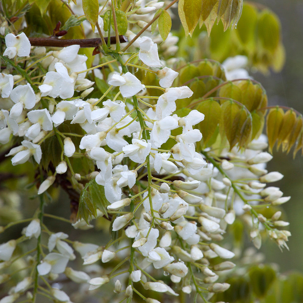 Wisteria brachybotrys f. albiflora 'Shiro-kapitan'