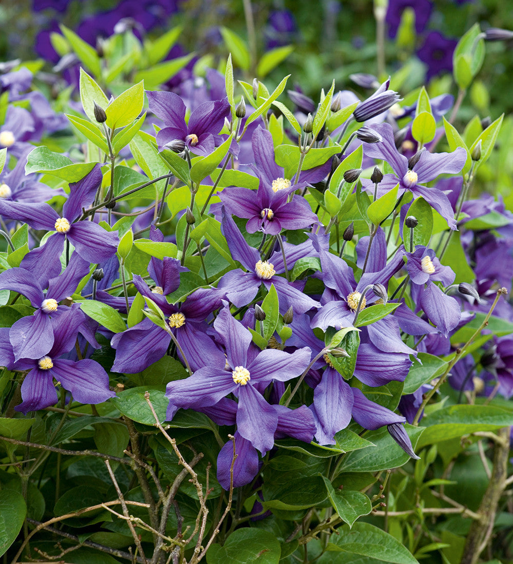 Clematis x durandii