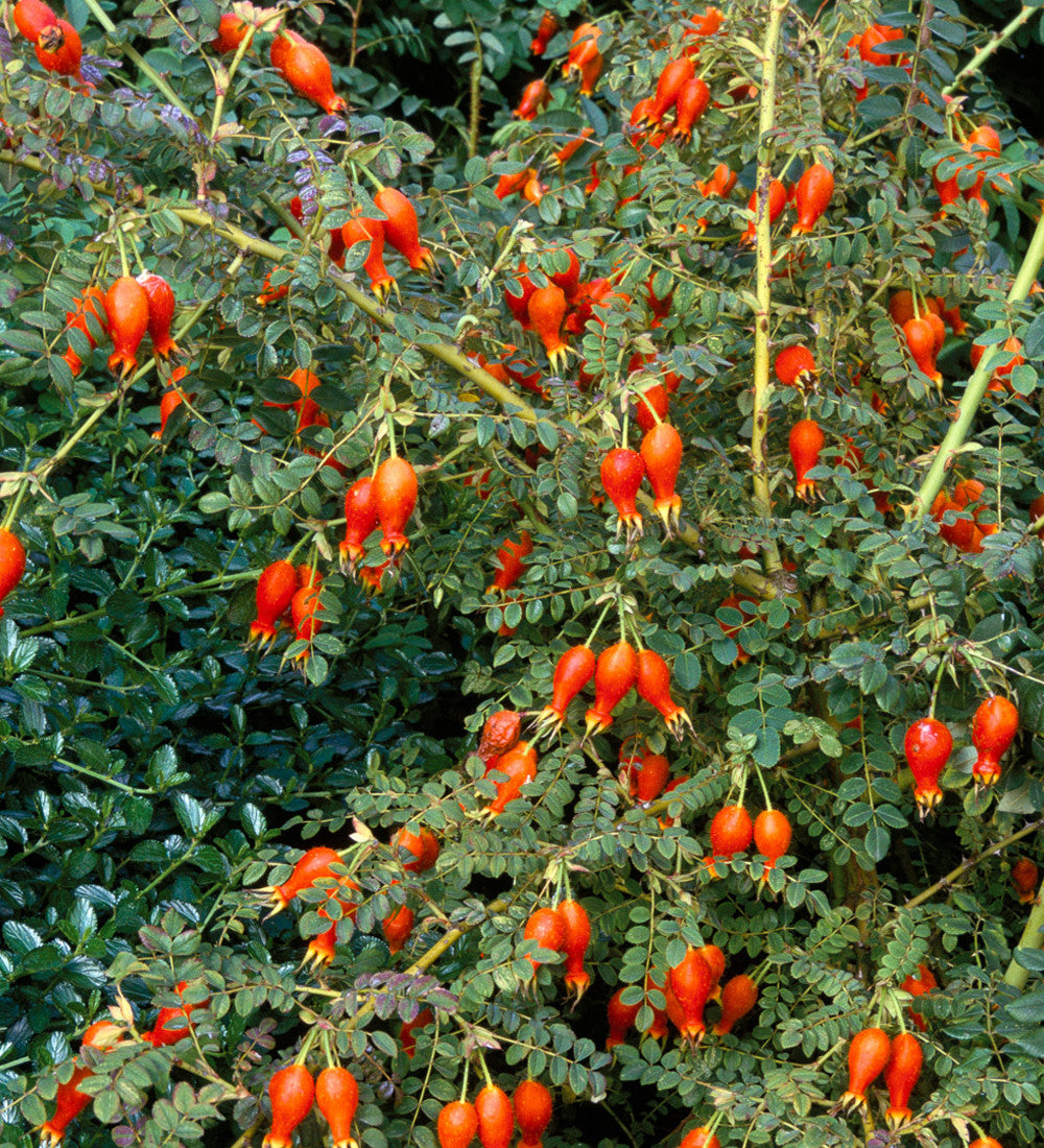 Rosa moyesii 'Geranium' (Shrub)