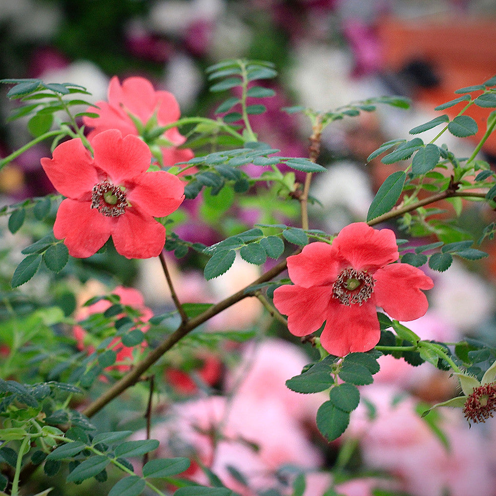 Rosa moyesii 'Geranium' (Shrub)