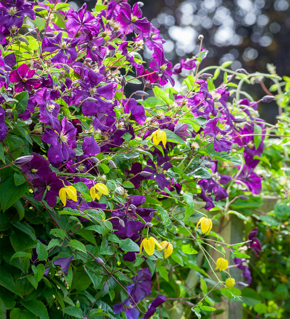 Clematis viticella 'Etoile Violette'