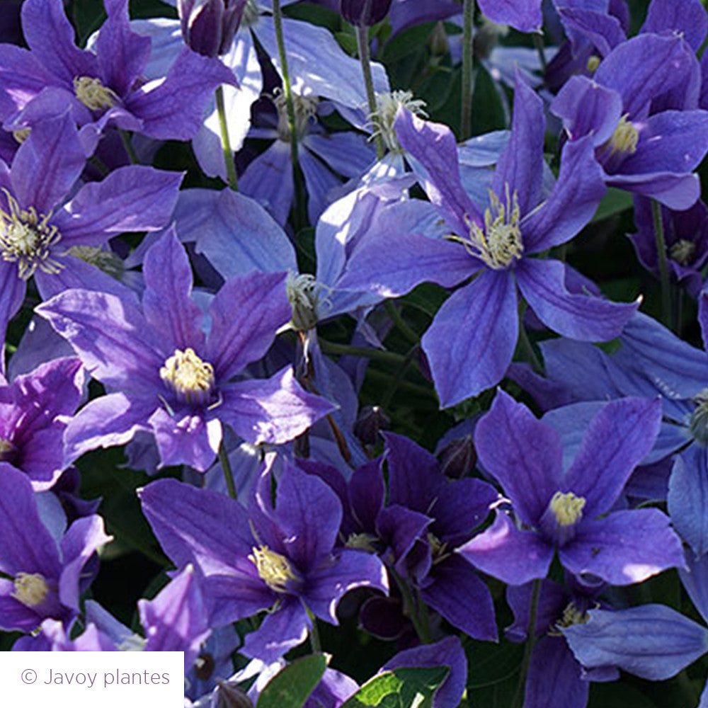 Clematis 'Arabella'